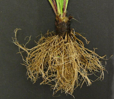 42340454861_2f0f9b187e (1)